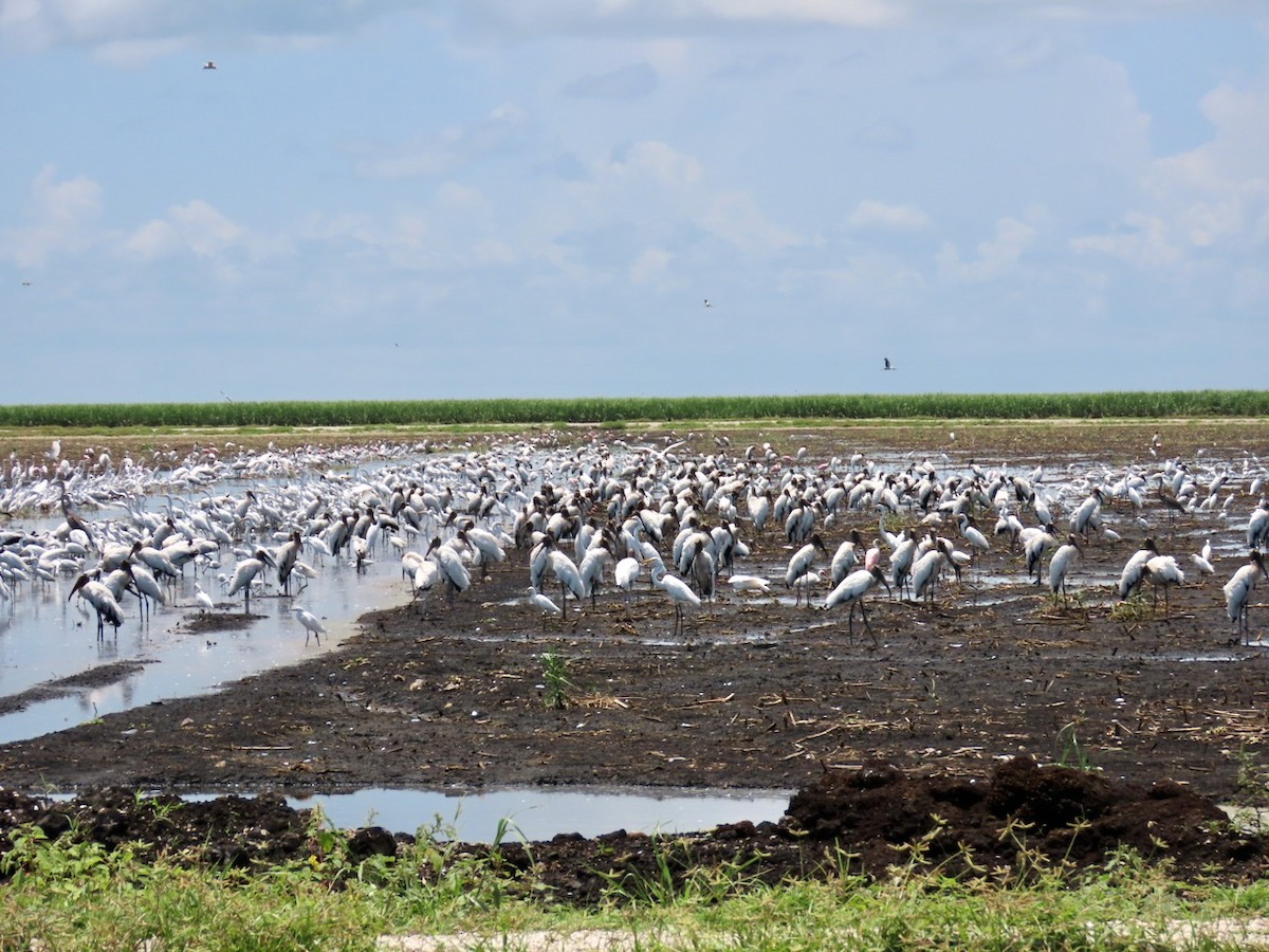 Wood Stork - ML358744551