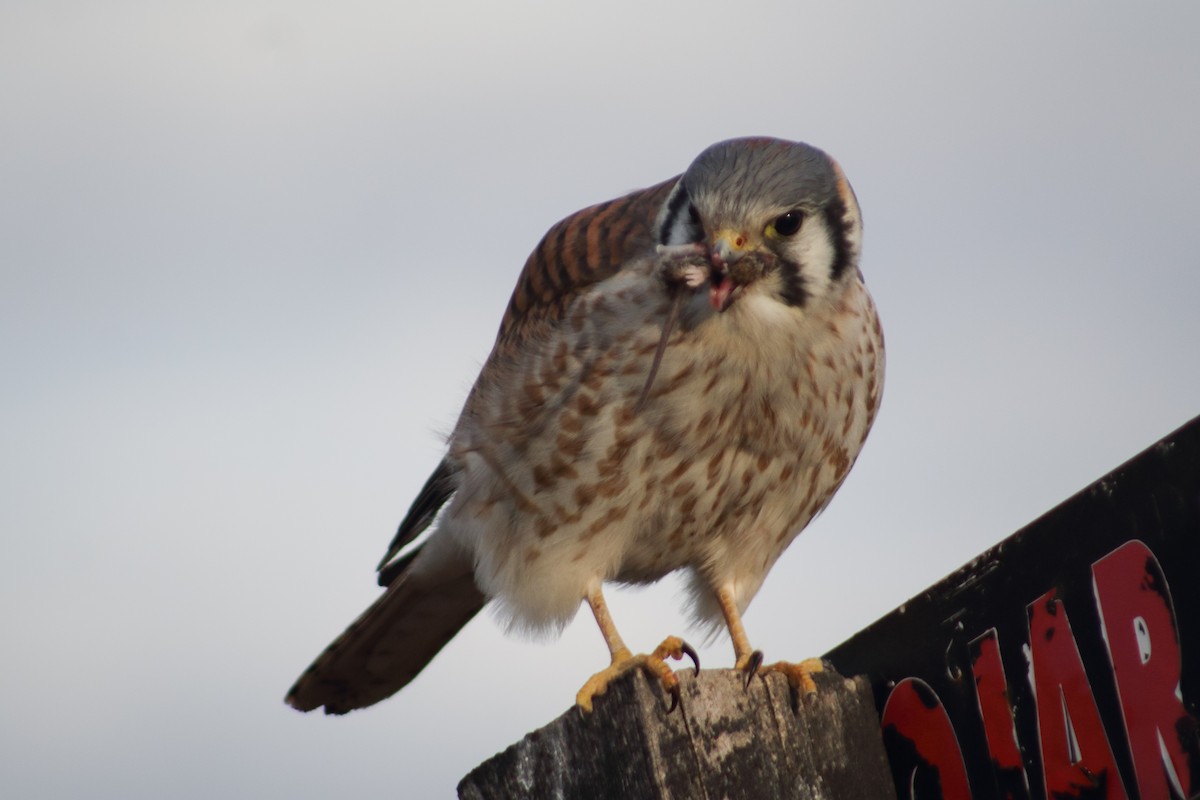 American Kestrel (South American) - ML358747461