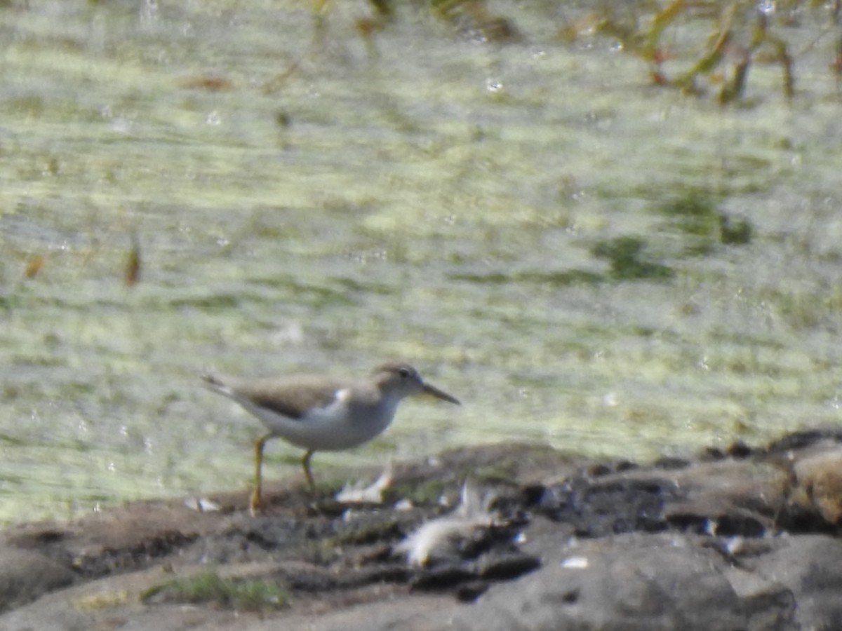 Spotted Sandpiper - ML358747681