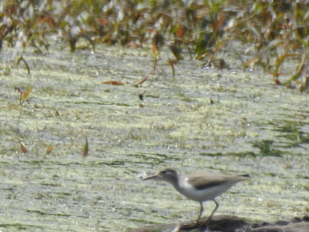 Spotted Sandpiper - ML358747691