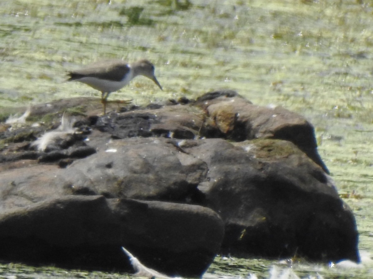 Spotted Sandpiper - ML358747701