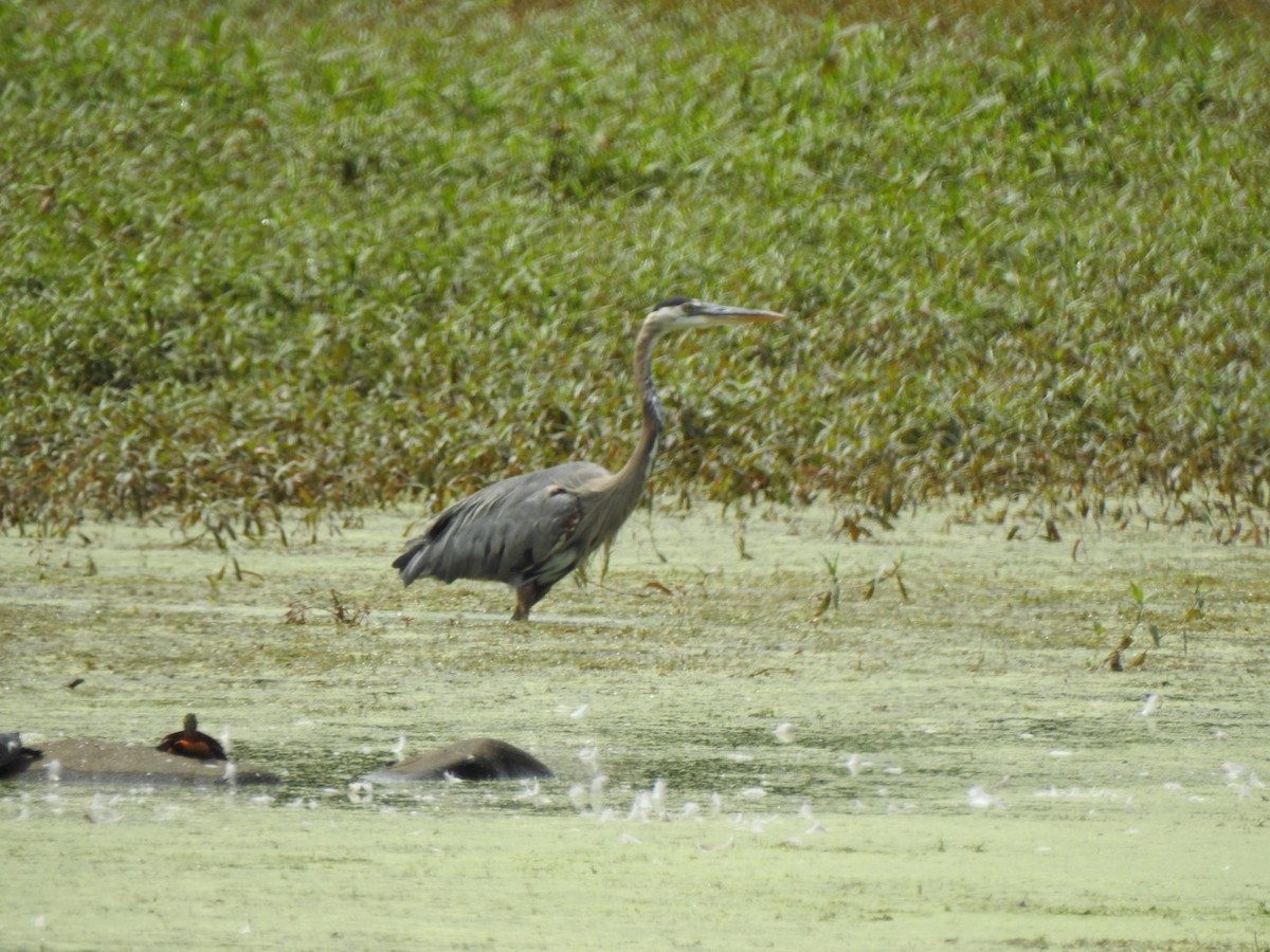 Great Blue Heron - ML358747811