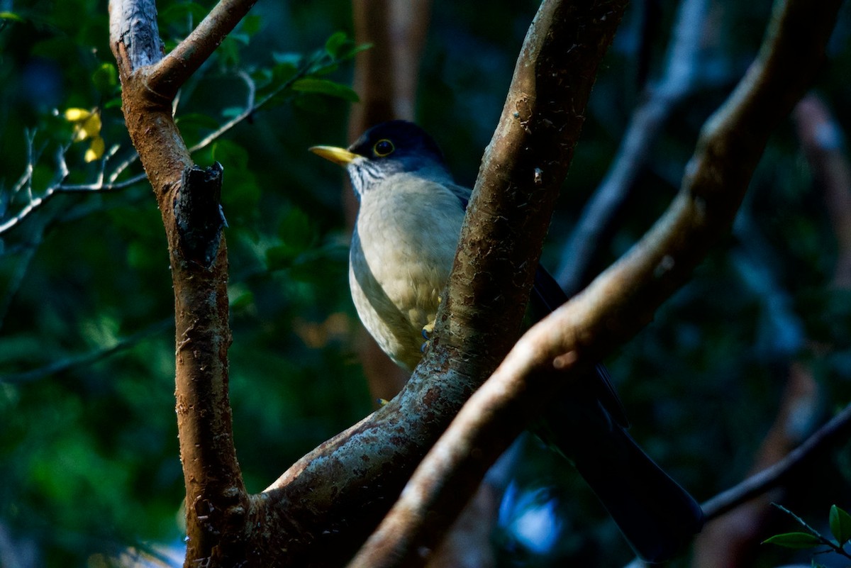 Austral Thrush - David Nowell