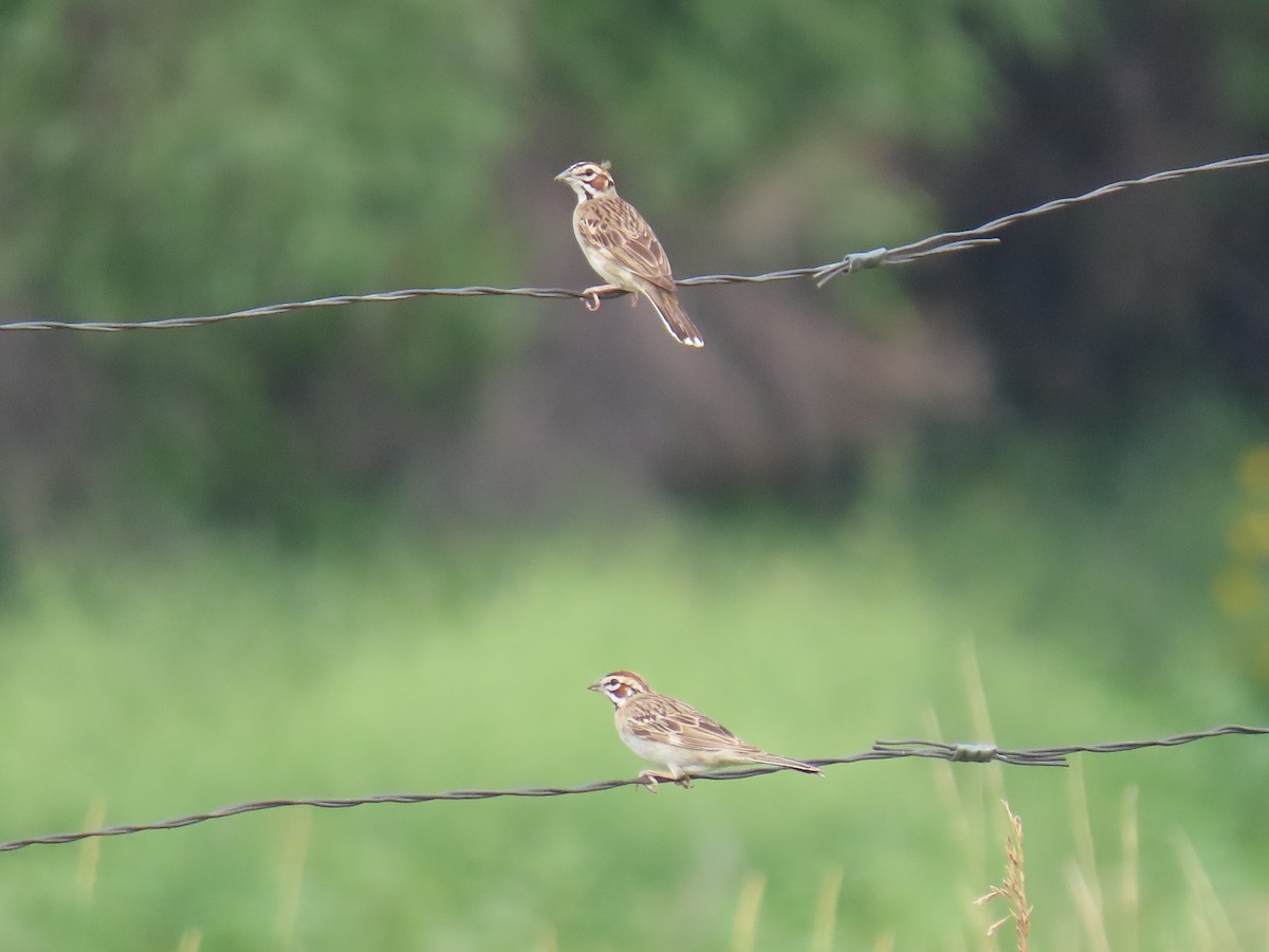 Lark Sparrow - ML358750571