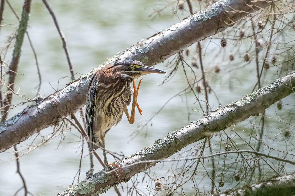 Green Heron - ML358751261