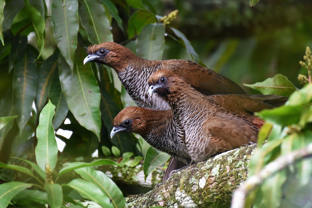 Scaled Chachalaca - ML358751991