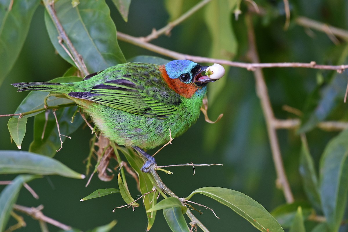 Red-necked Tanager - ML358752141