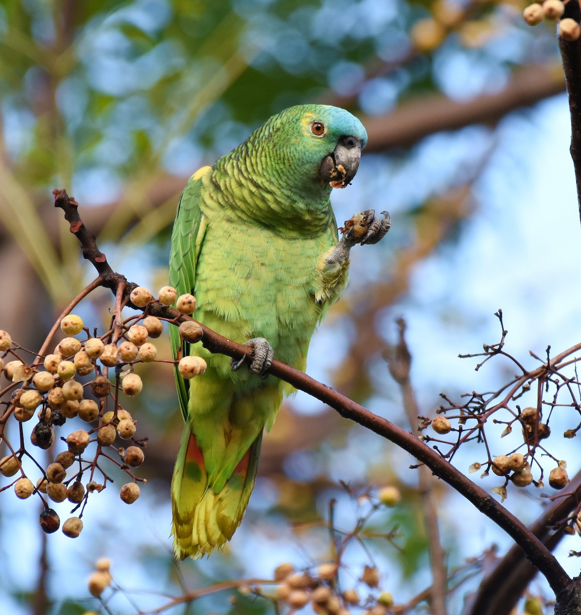 Turquoise-fronted Parrot - ML358752291