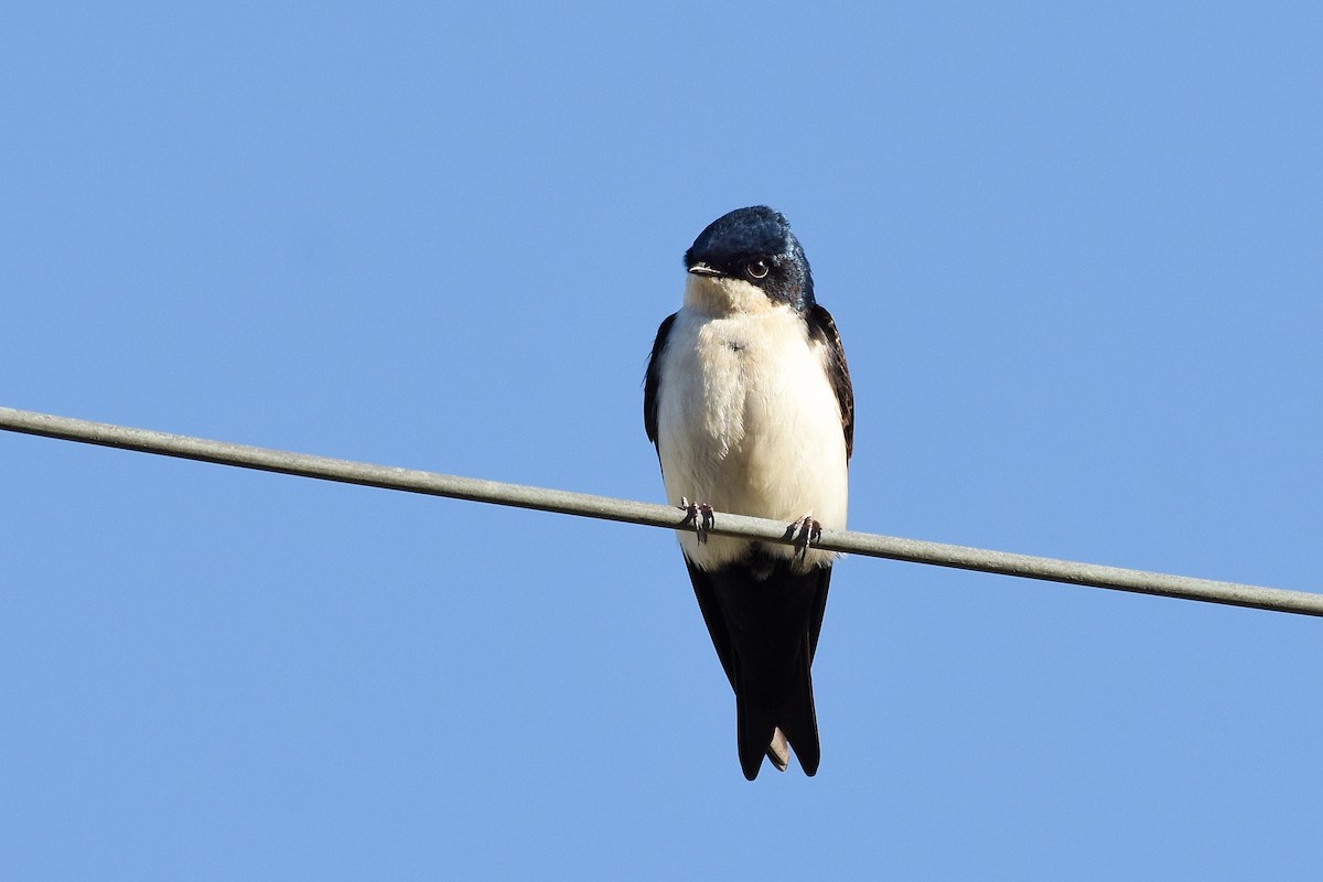 Blue-and-white Swallow - ML358752961