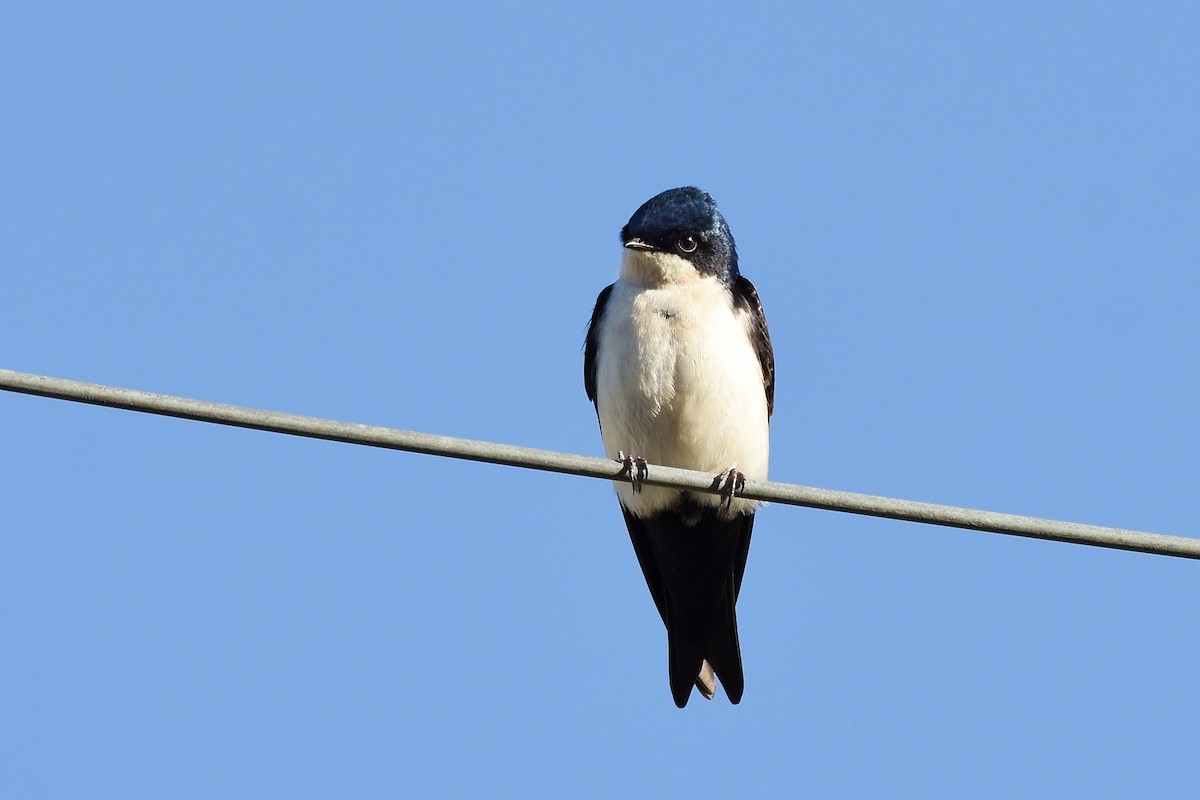 Blue-and-white Swallow - ML358752961