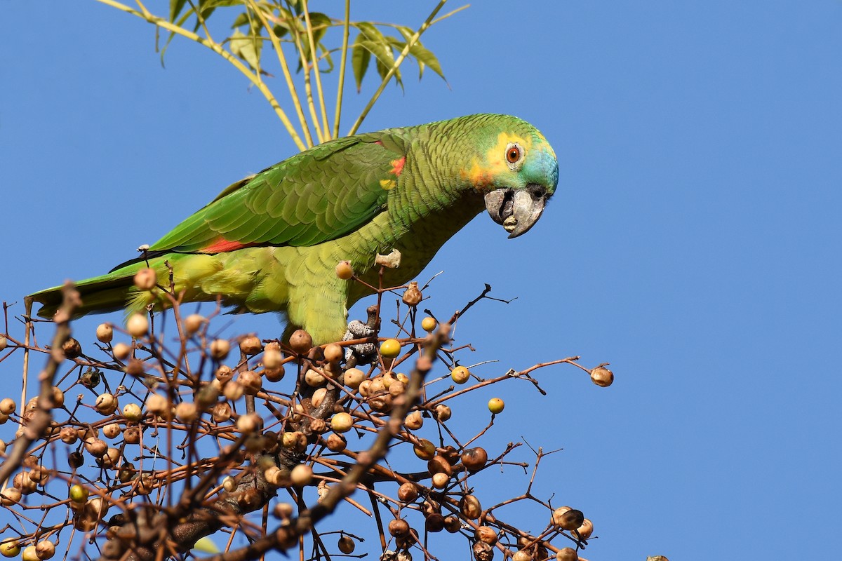 Turquoise-fronted Parrot - ML358752971