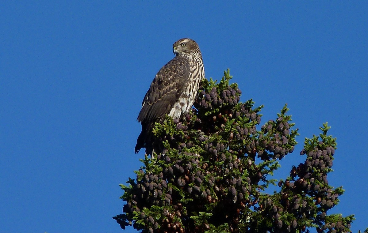 American Goshawk - ML358753801