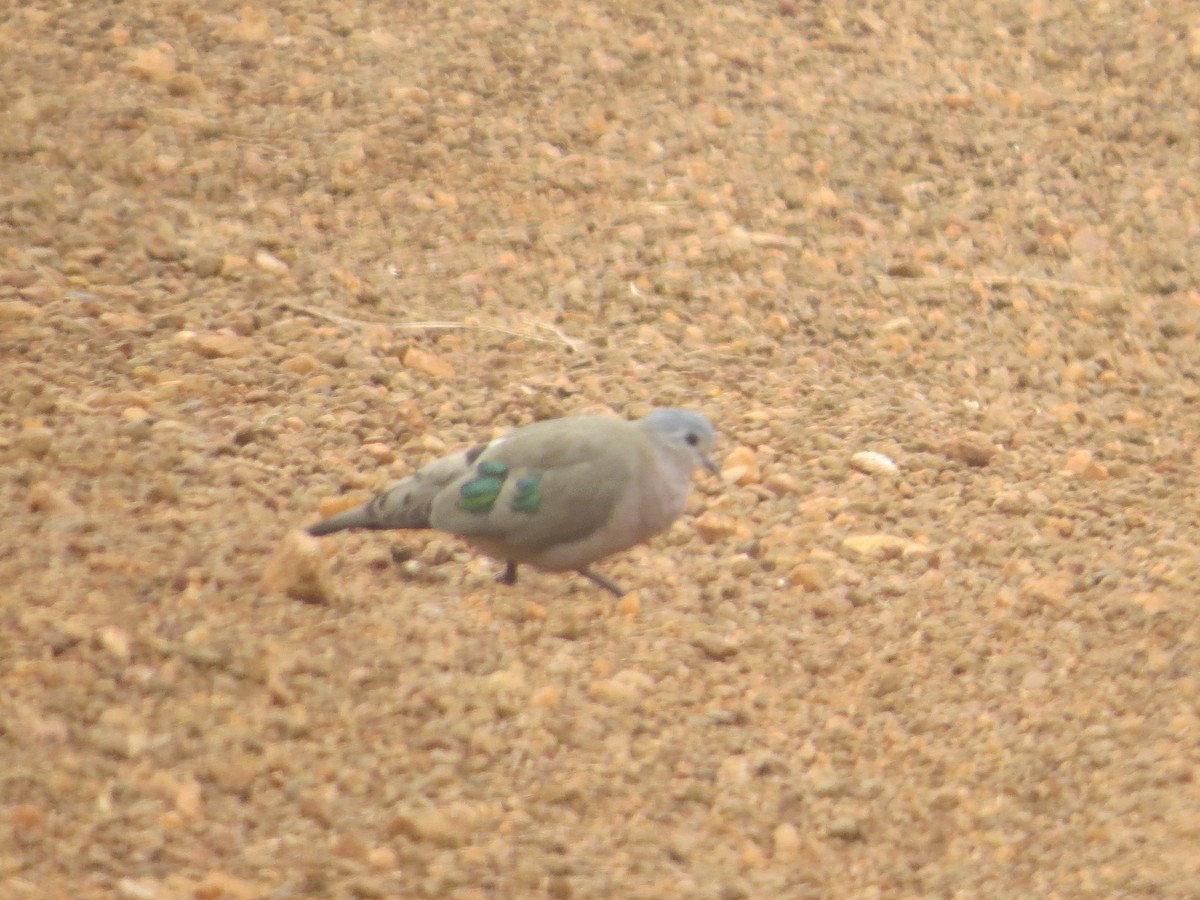 Emerald-spotted Wood-Dove - ML358753811