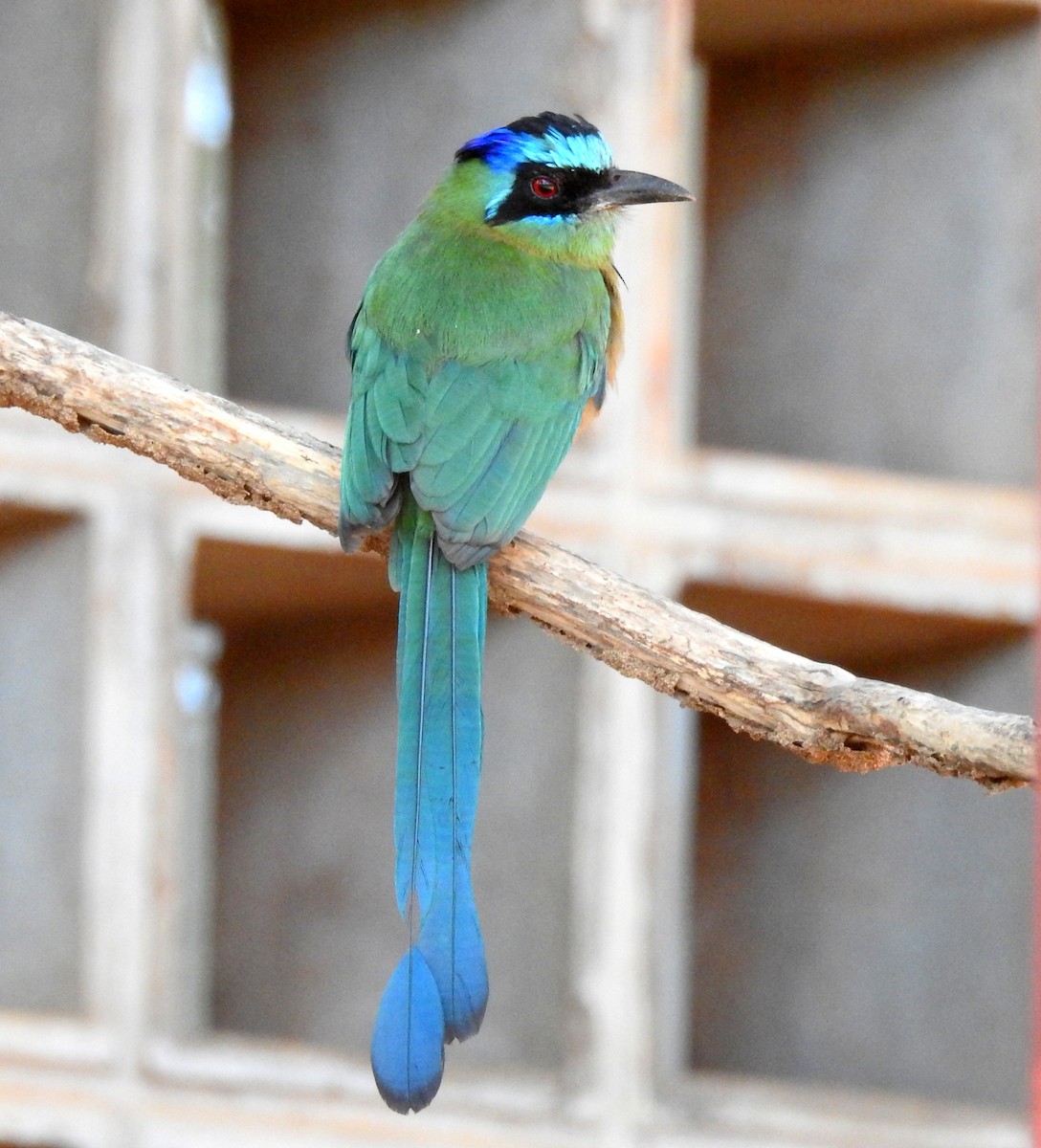 Amazonasmotmot - ML358754031