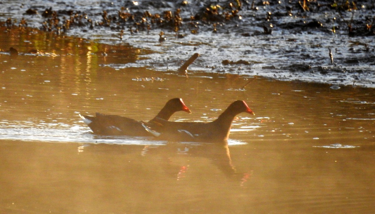 Common Gallinule - ML358754341