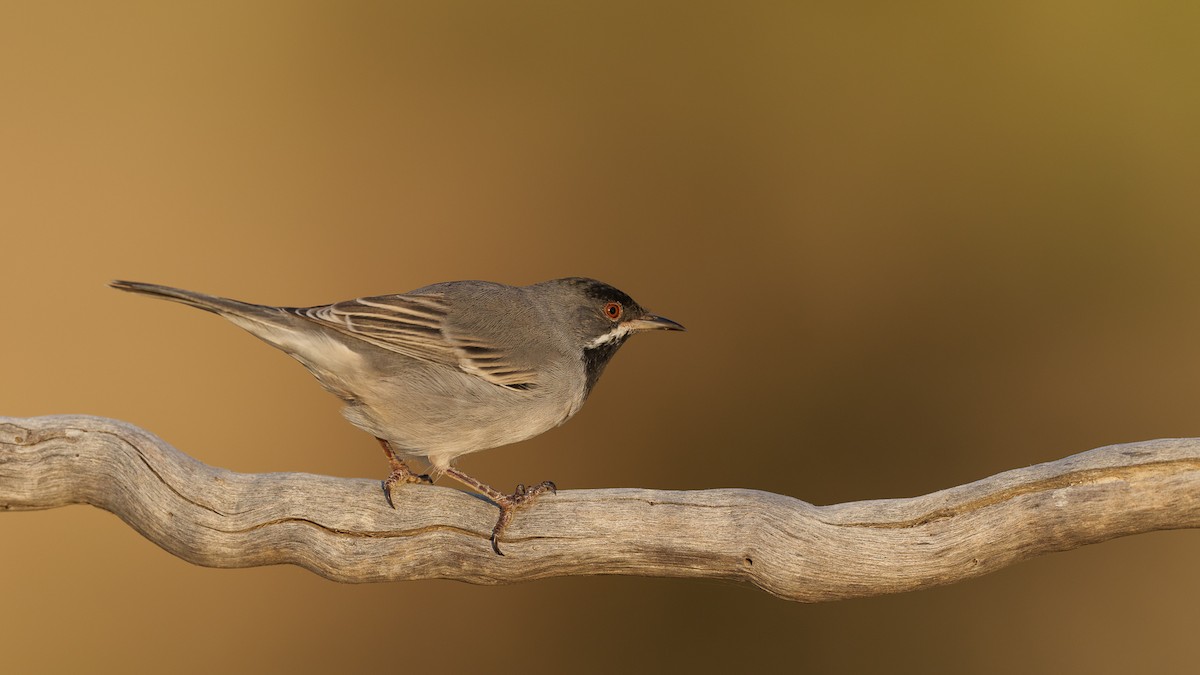 Rüppell's Warbler - ML358754971