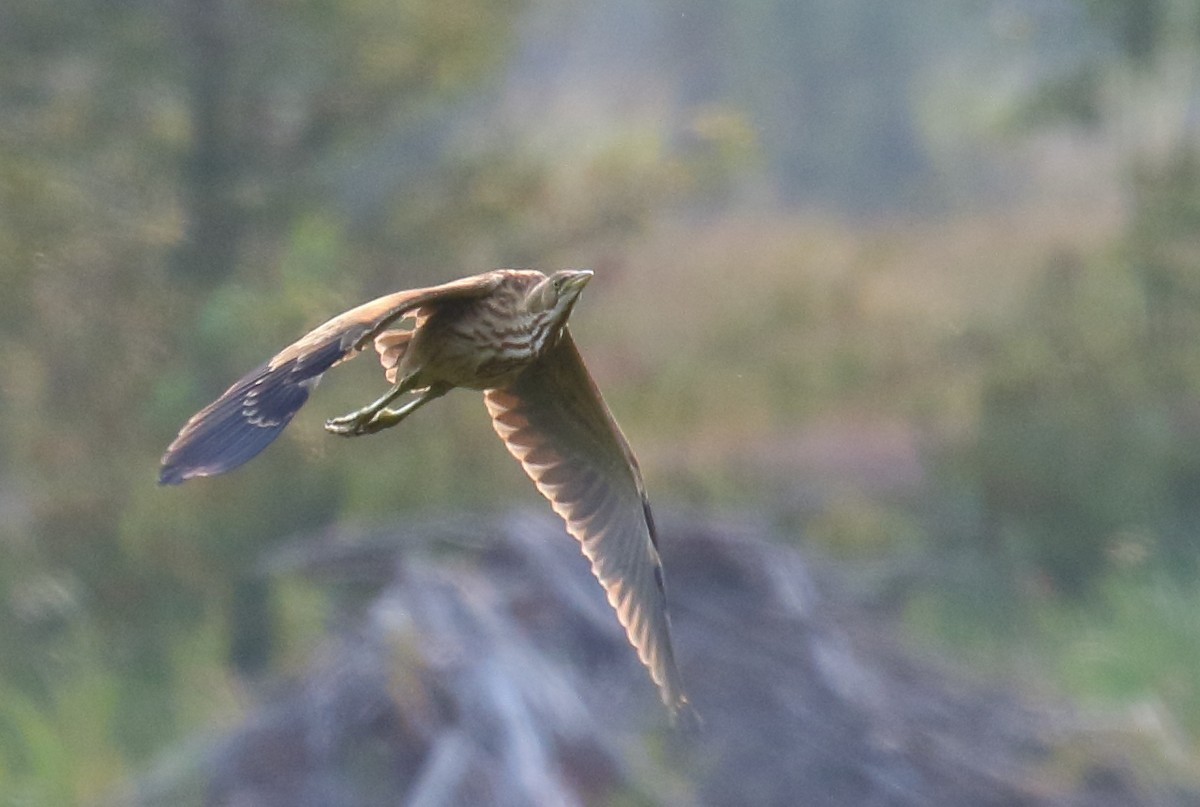 American Bittern - ML358755301