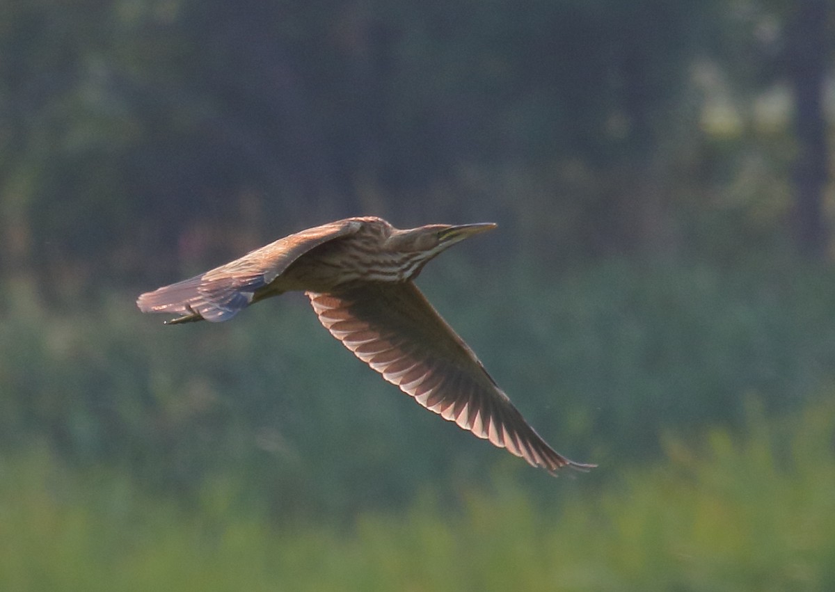 American Bittern - ML358755311