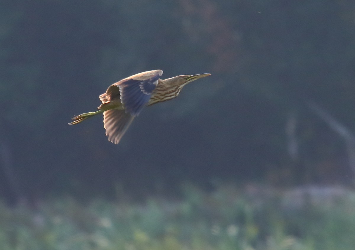 American Bittern - ML358755321