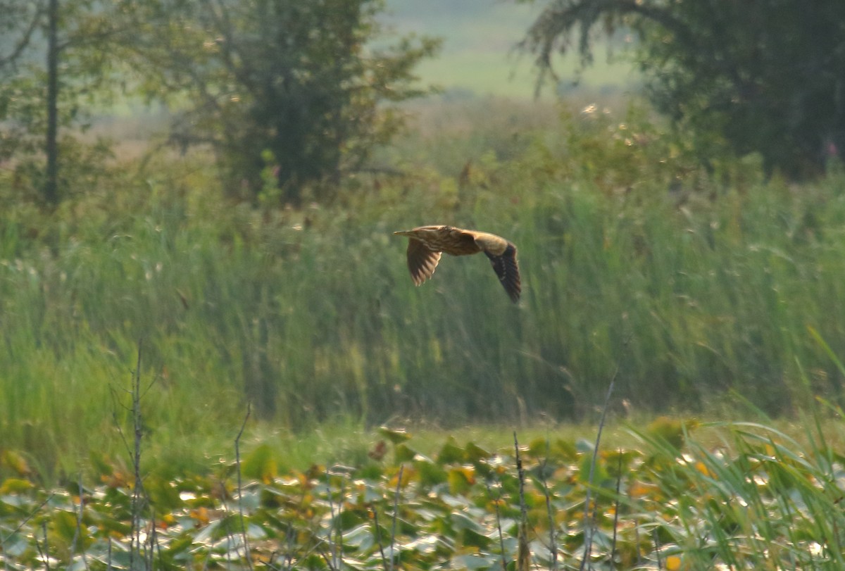 American Bittern - ML358755331