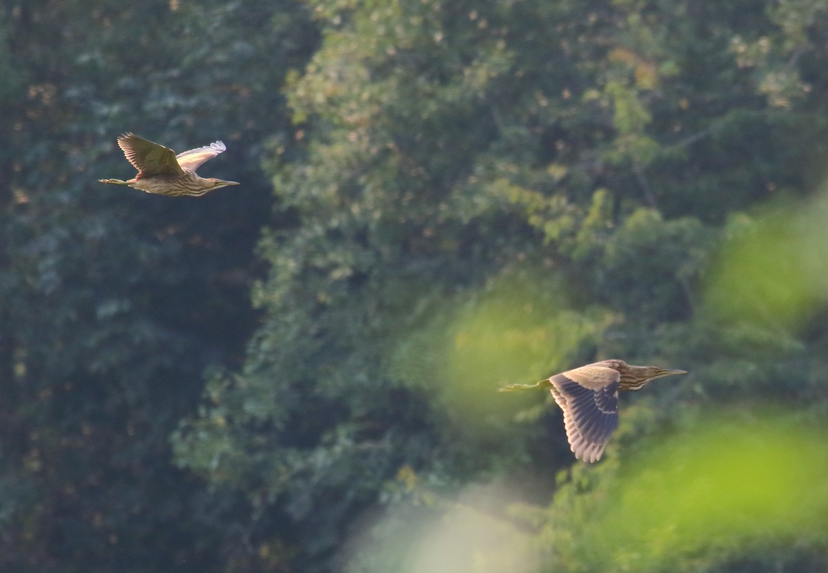 American Bittern - Greg Gillson