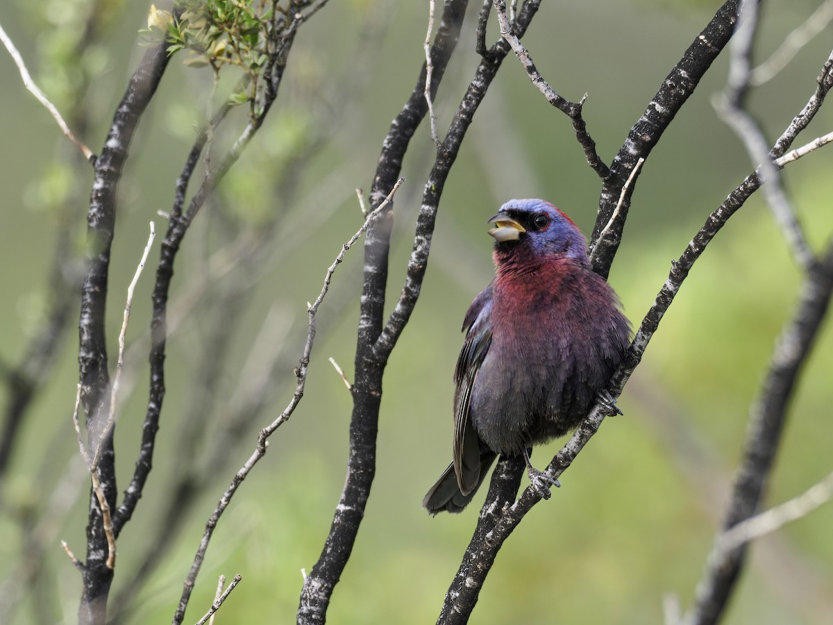 Passerin varié - ML358755561