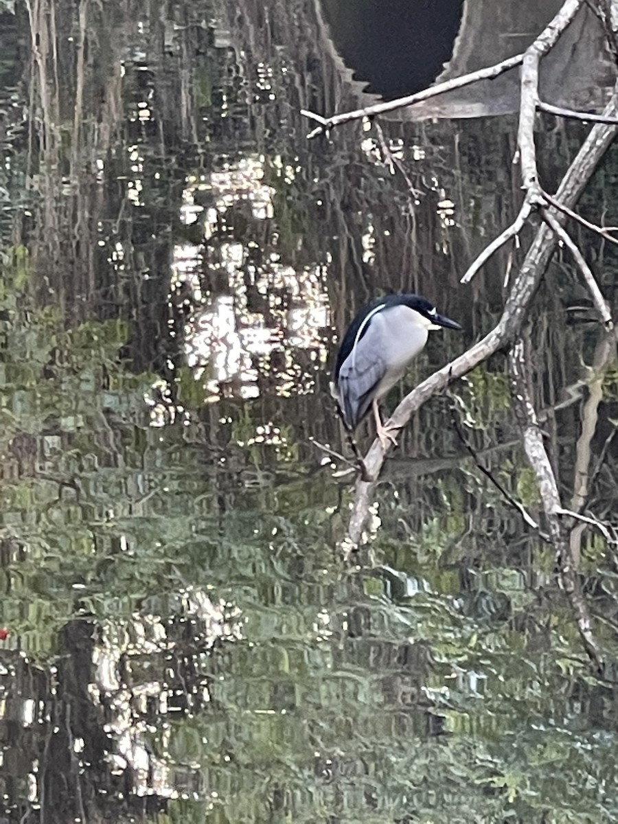 Black-crowned Night Heron - Clarisse Odebrecht