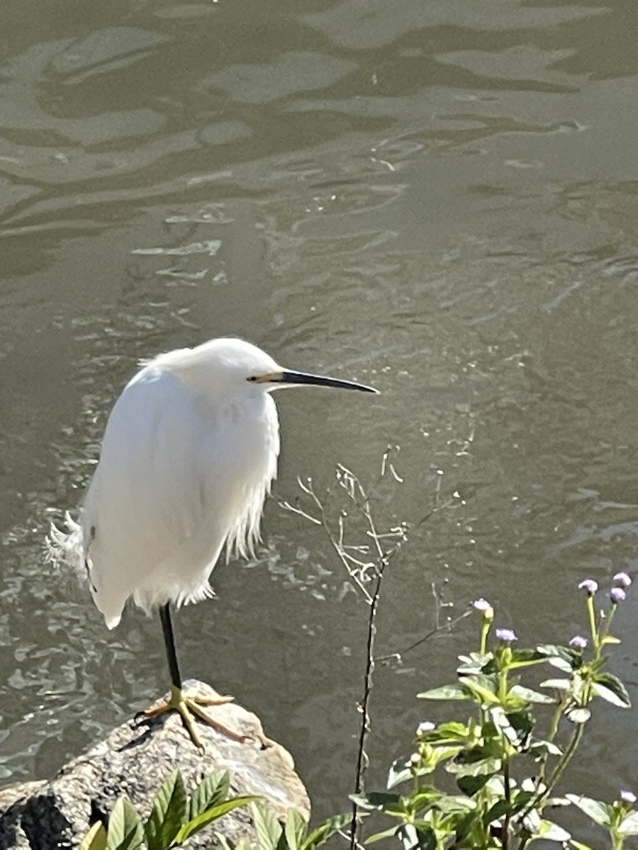 Snowy Egret - Clarisse Odebrecht