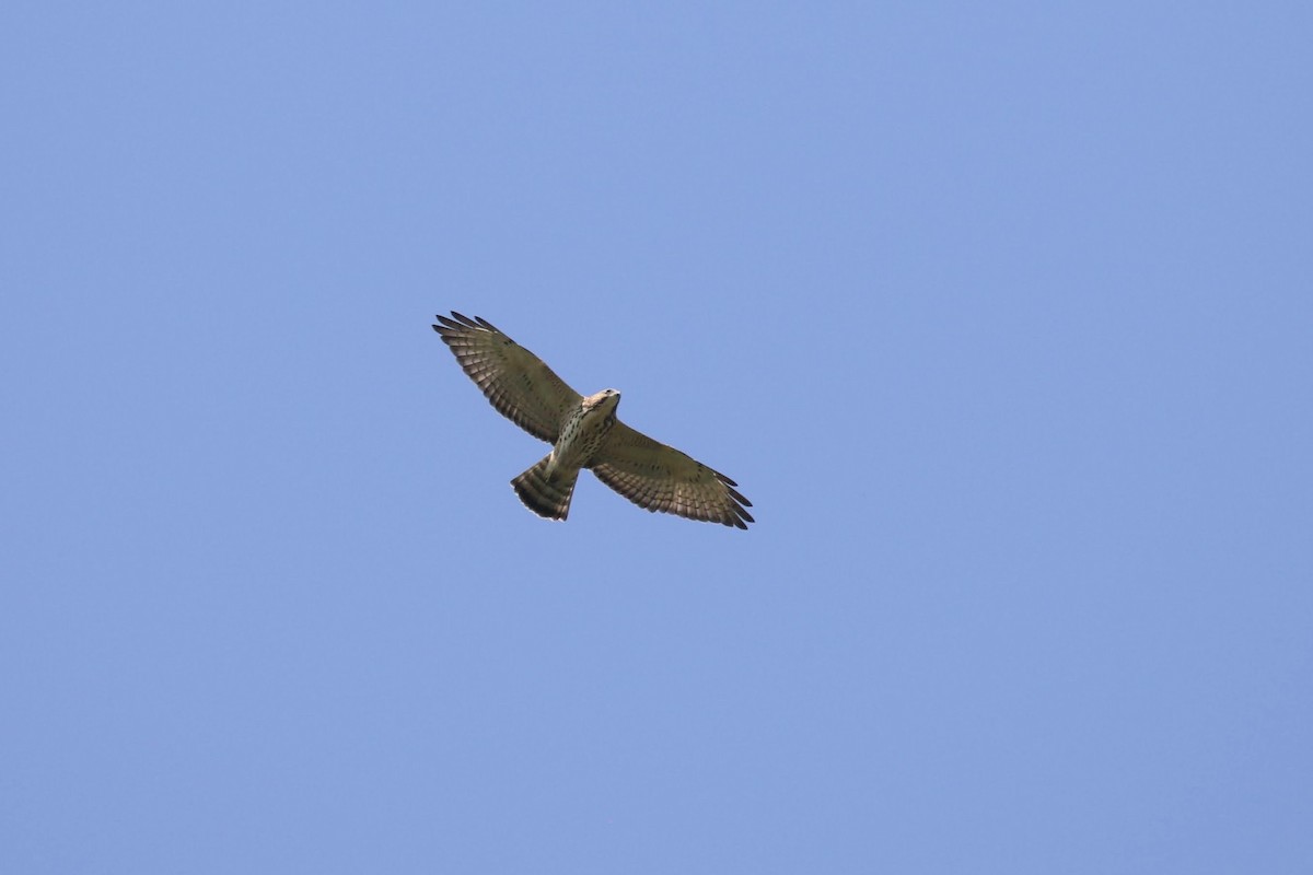 Broad-winged Hawk - ML358761011