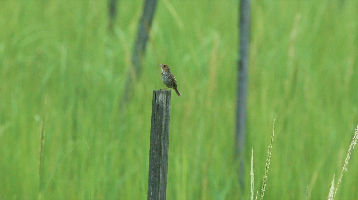 Saltmarsh Sparrow - ML358763431