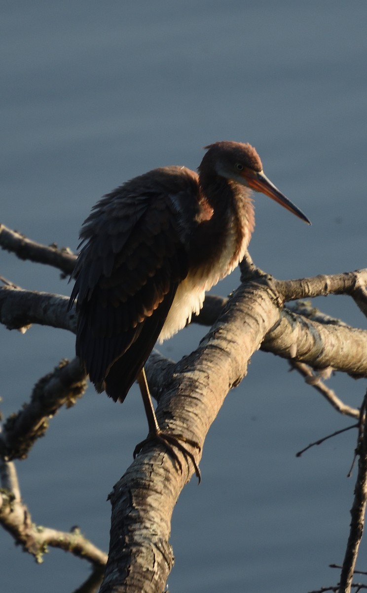 Tricolored Heron - ML358766761