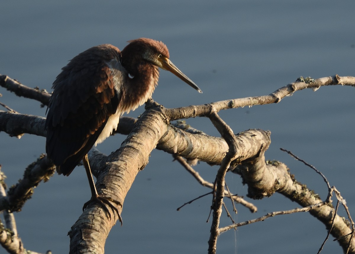 Tricolored Heron - ML358766771