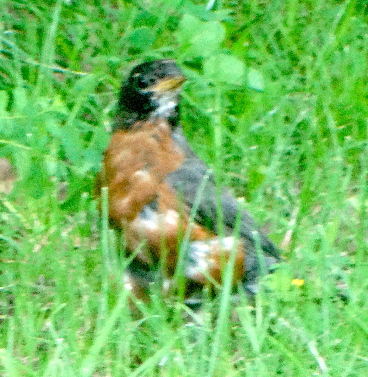 American Robin - ML358771041