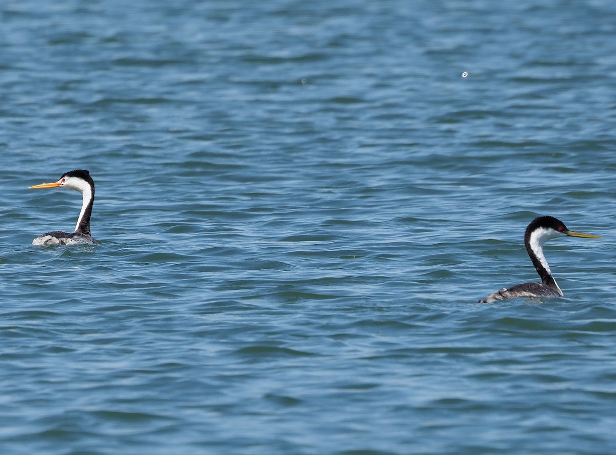 Clark's Grebe - ML358772481