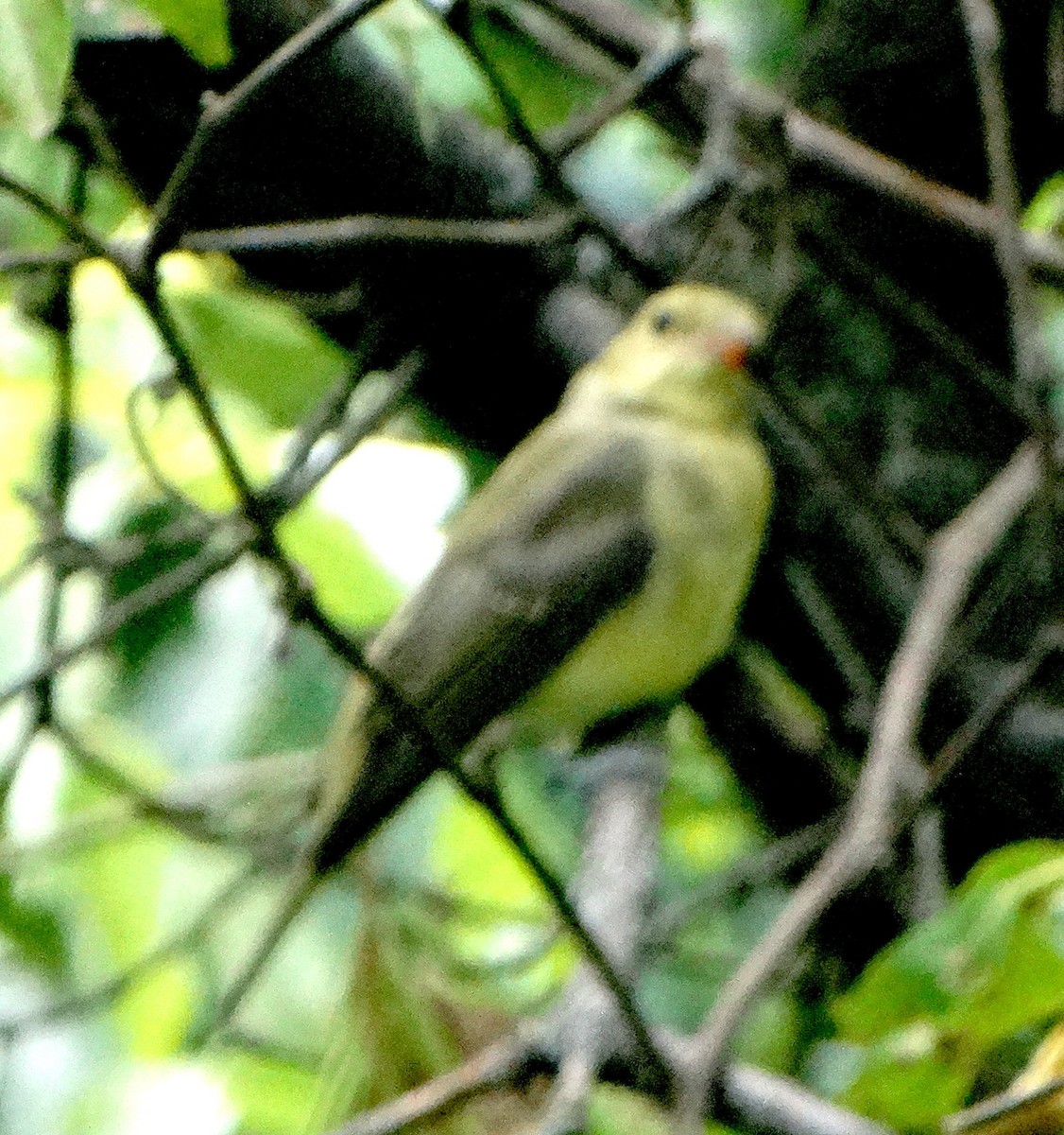 Scarlet Tanager - Mary Hall