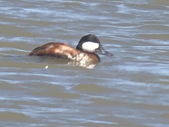 Ruddy Duck - ML358775261