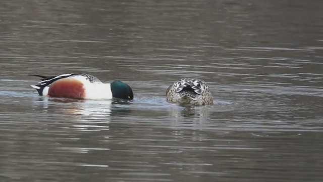 Northern Shoveler - ML358775541