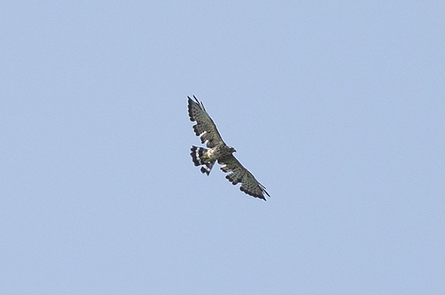 Broad-winged Hawk - ML358776101