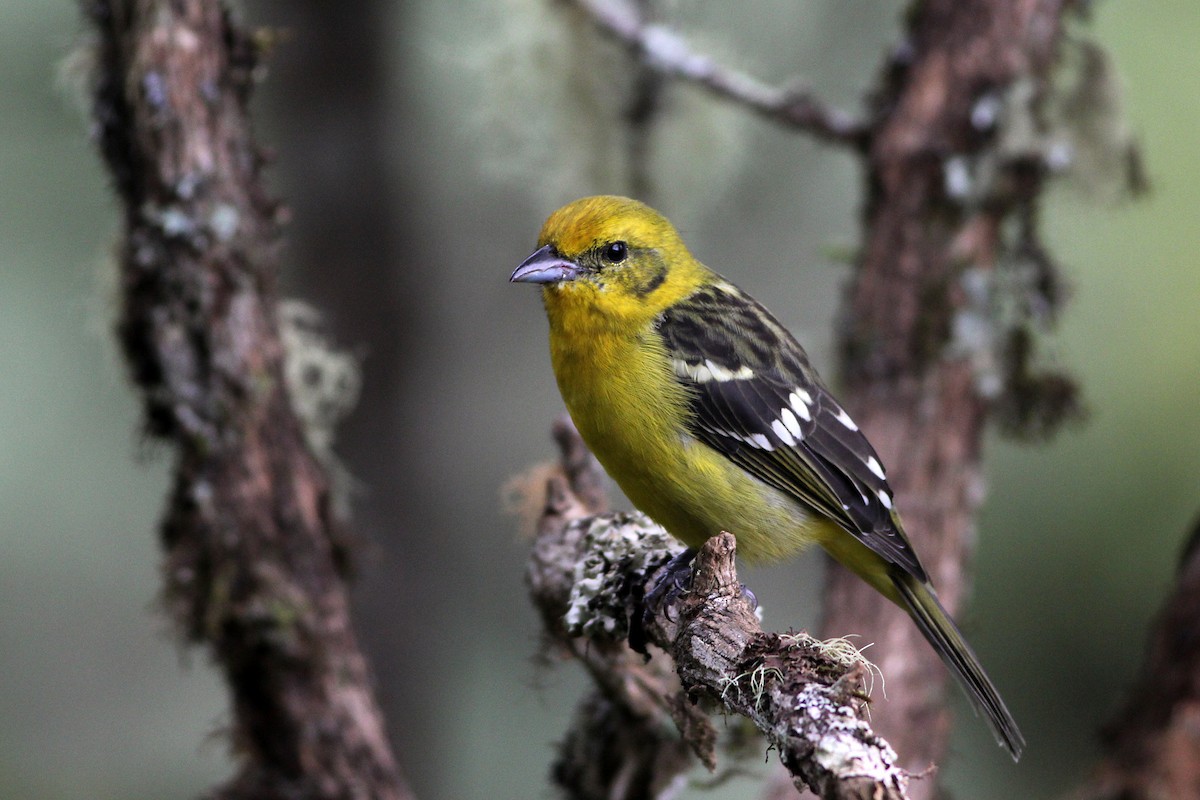 Flame-colored Tanager - Scott Olmstead