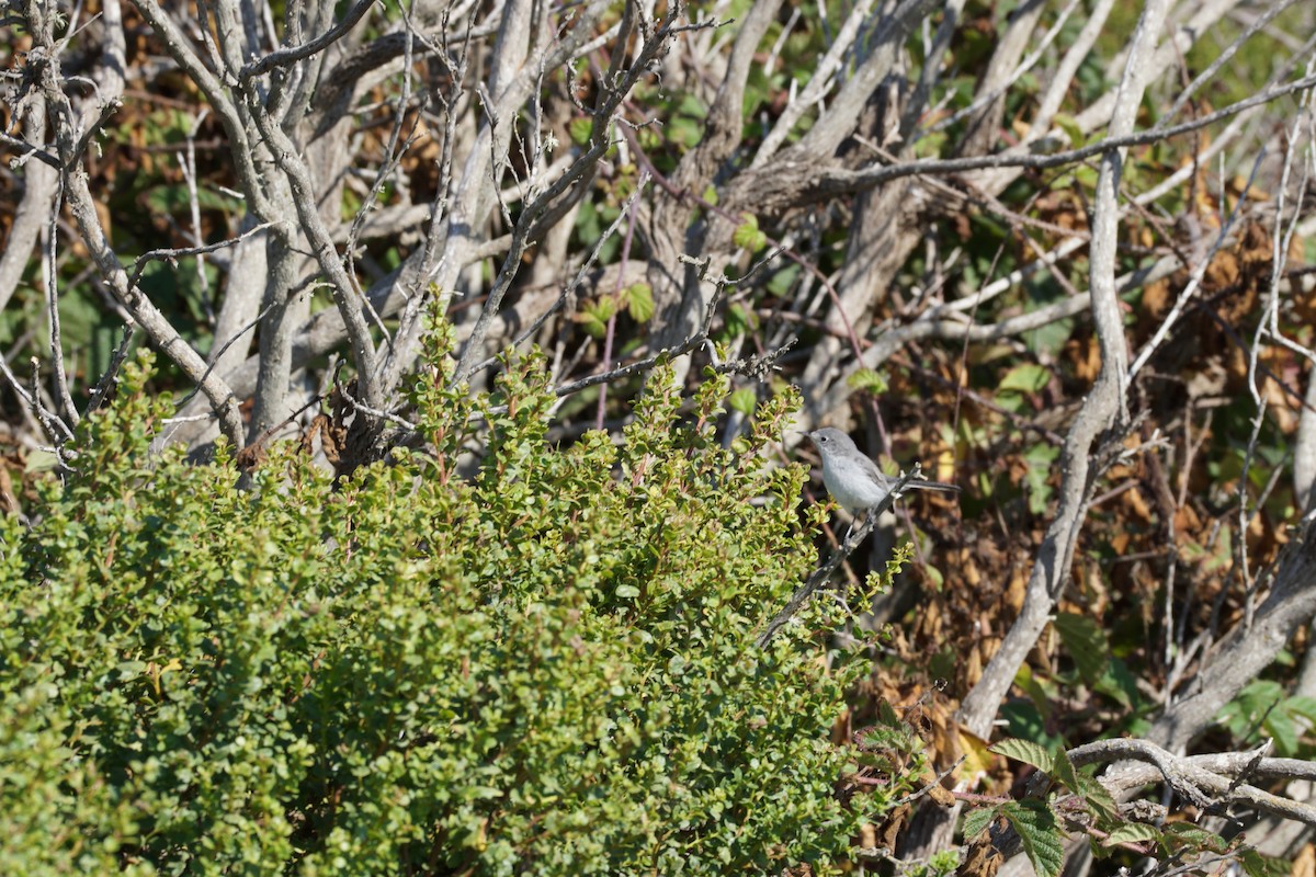 Blue-gray Gnatcatcher - ML358777881