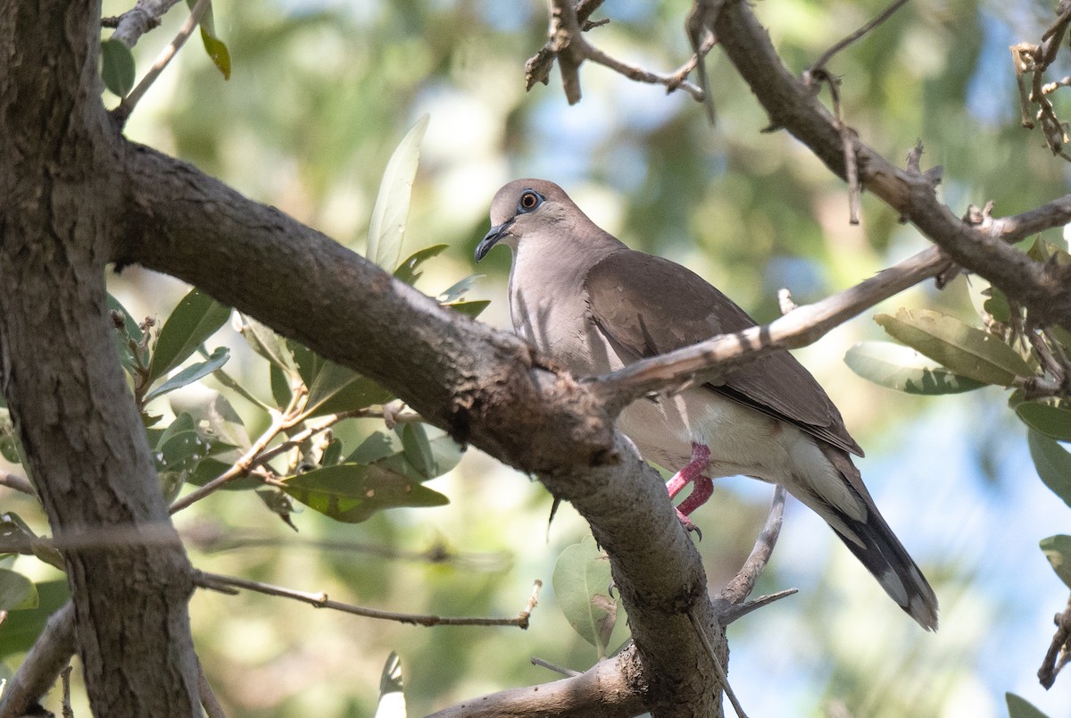 White-tipped Dove - Wim van Zwieten