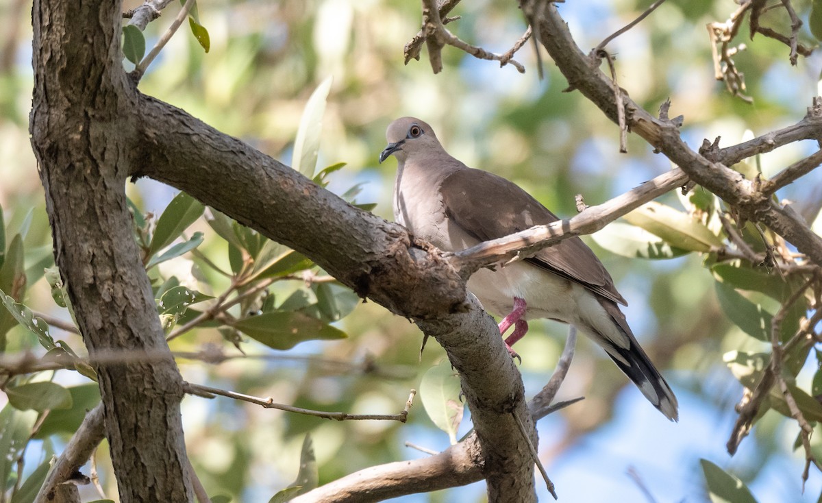 White-tipped Dove - Wim van Zwieten