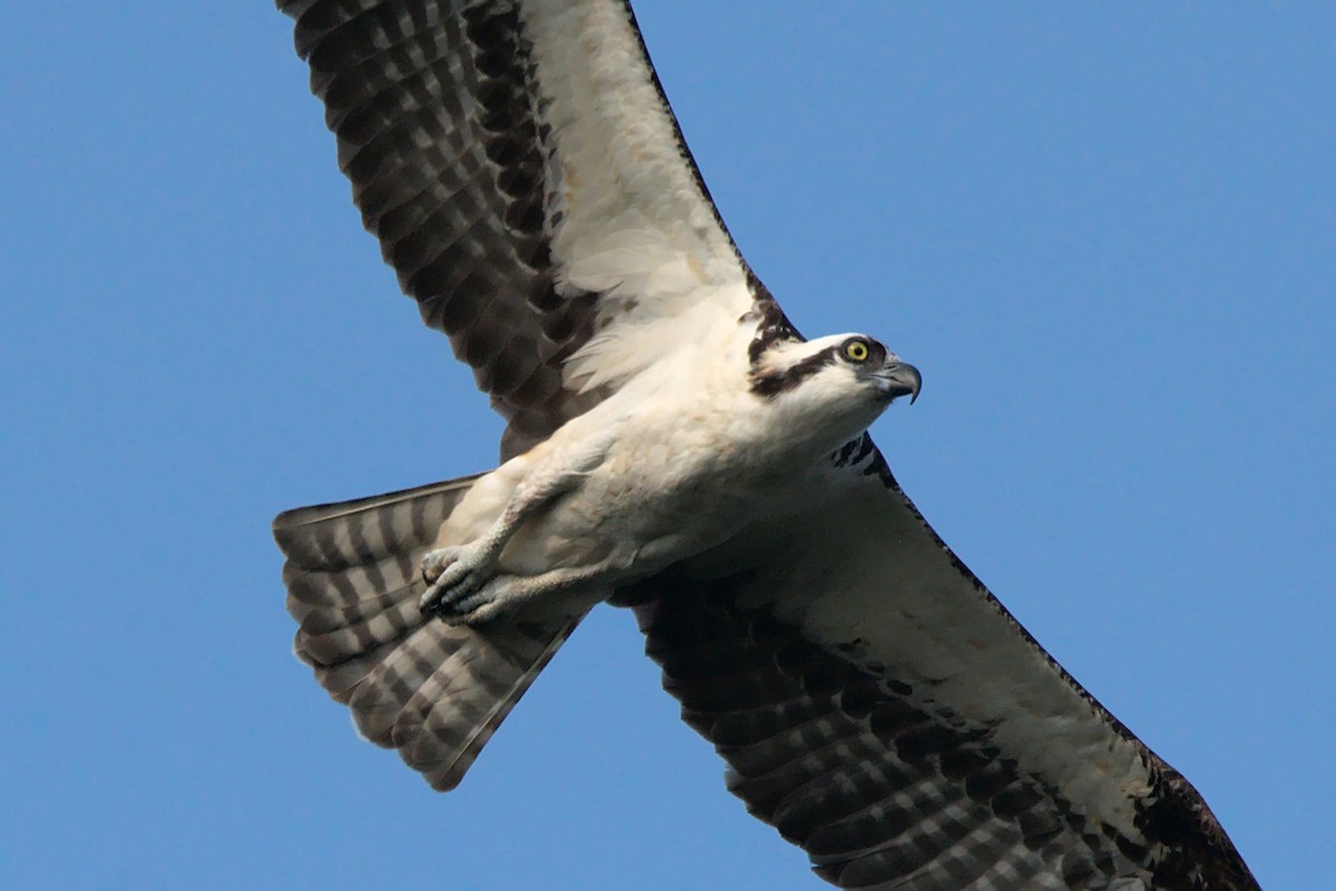 Osprey - Doug Norwood