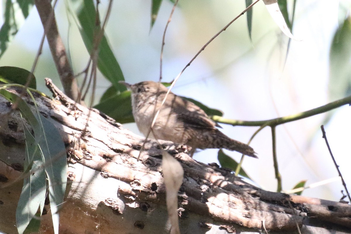 House Wren - ML358781971