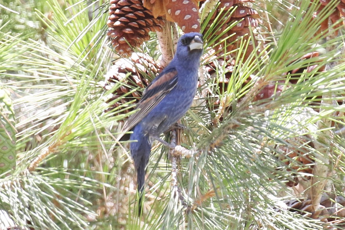 Blue Grosbeak - ML358782341