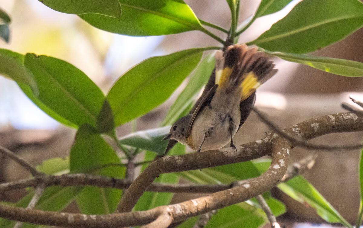 American Redstart - Wim van Zwieten