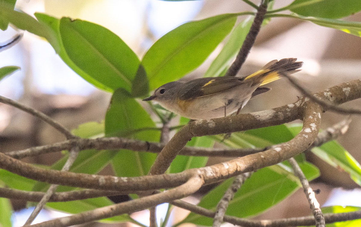 American Redstart - Wim van Zwieten