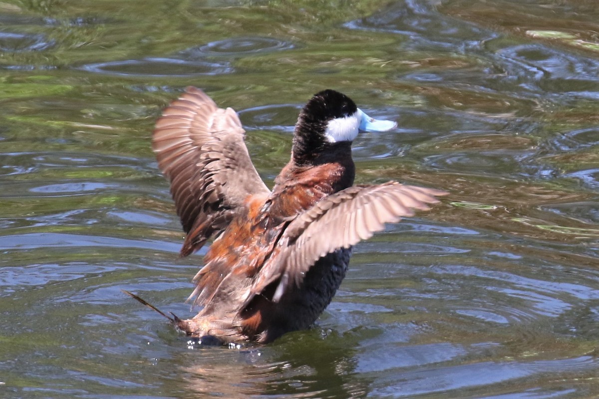 Ruddy Duck - ML358782831