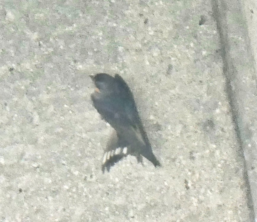 Barn Swallow - ML358783721