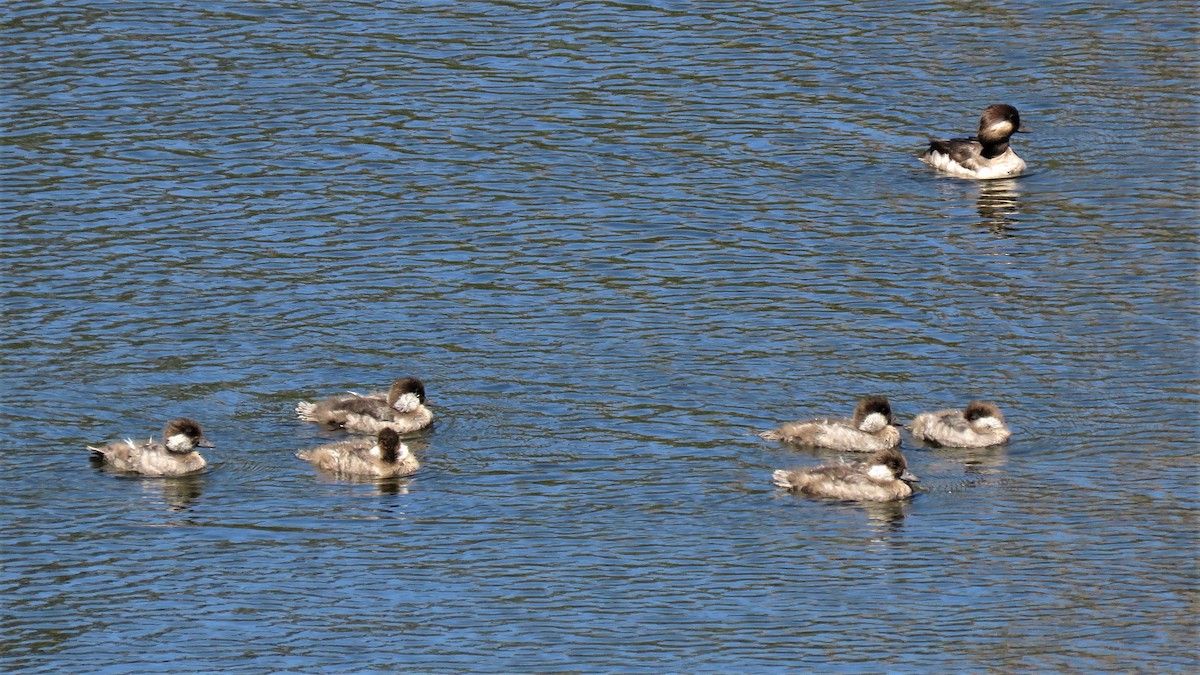 Bufflehead - ML358784291